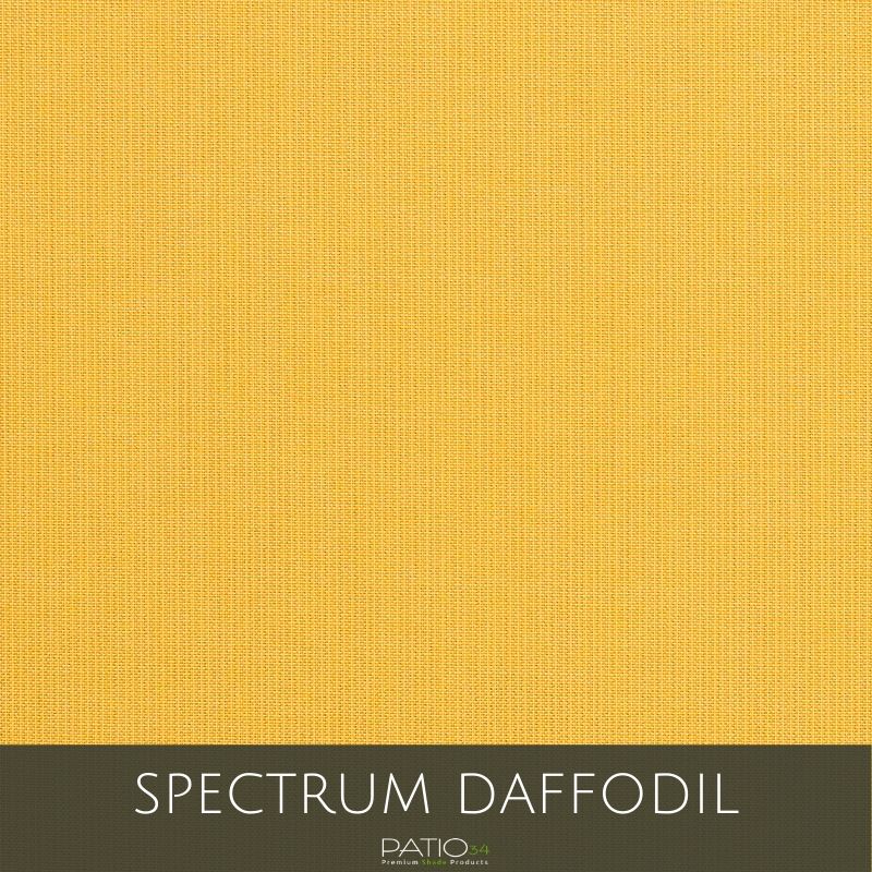 Spectrum Daffodil